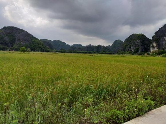 Tam Coc Riverside Homestay Ninh Binh Bagian luar foto